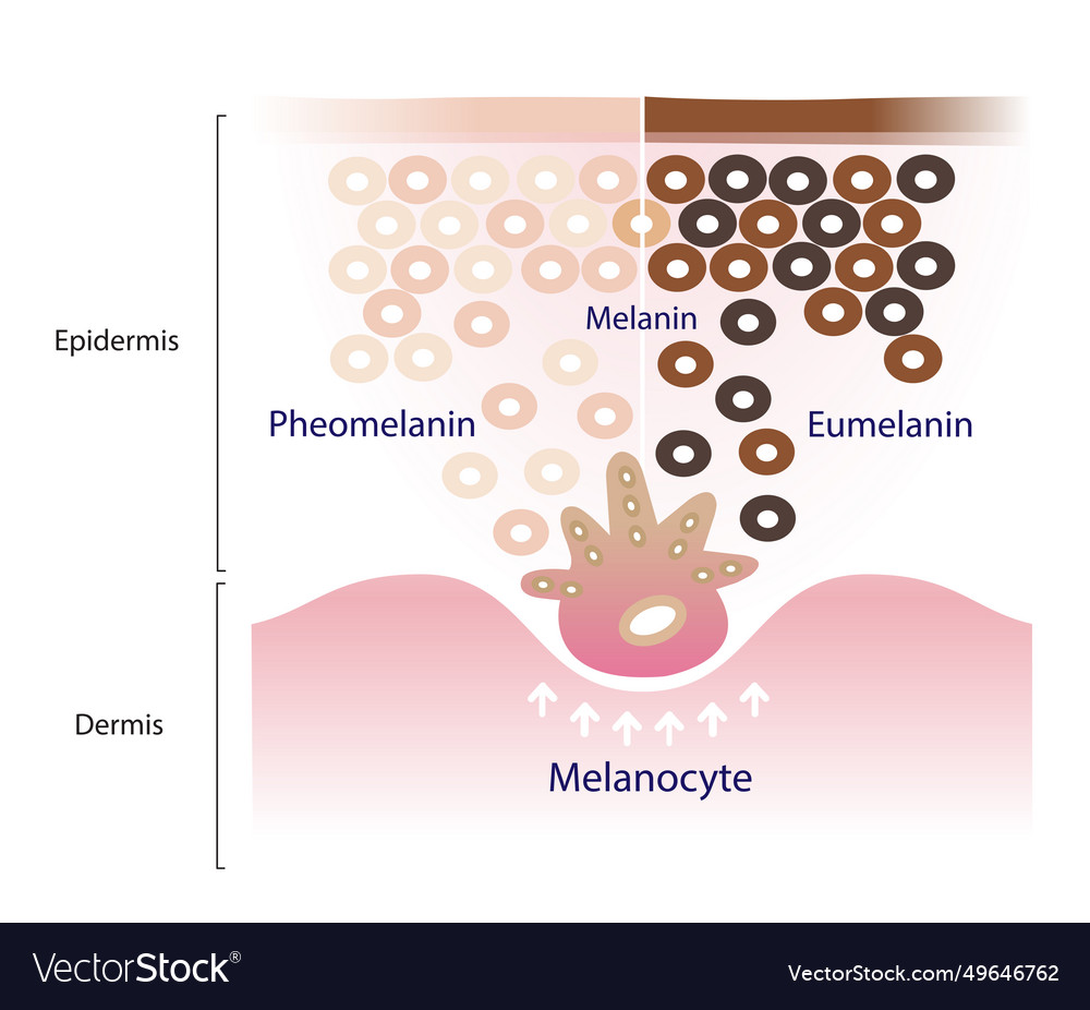 Mechanism of skin pigmentation Royalty Free Vector Image