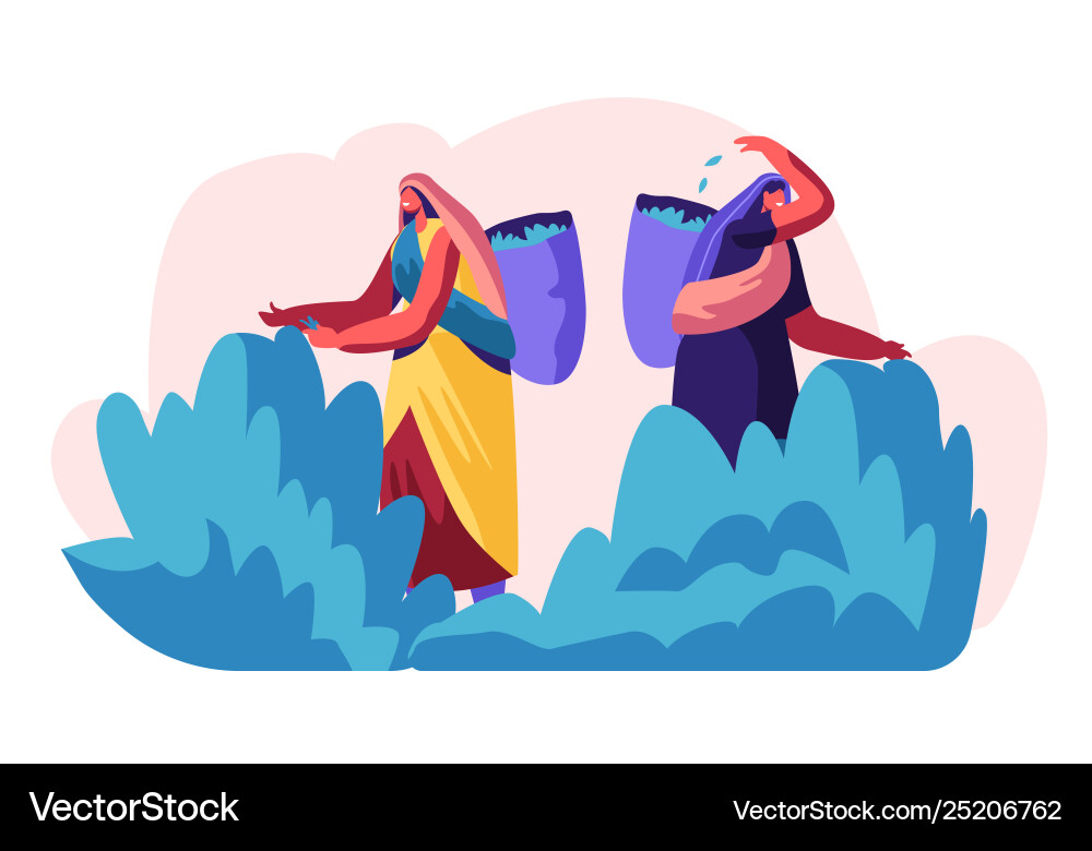 Tea pickers characters collecting fresh leaves Vector Image