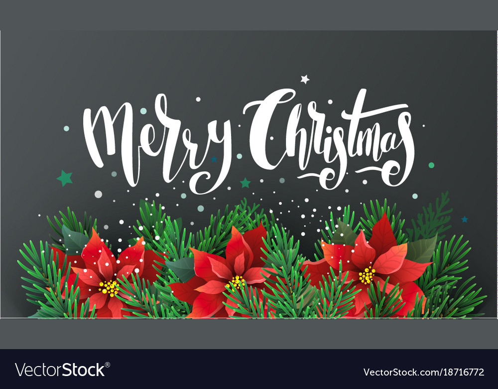 Weihnachtsdesign mit Poinsettia und Tannenzweigen