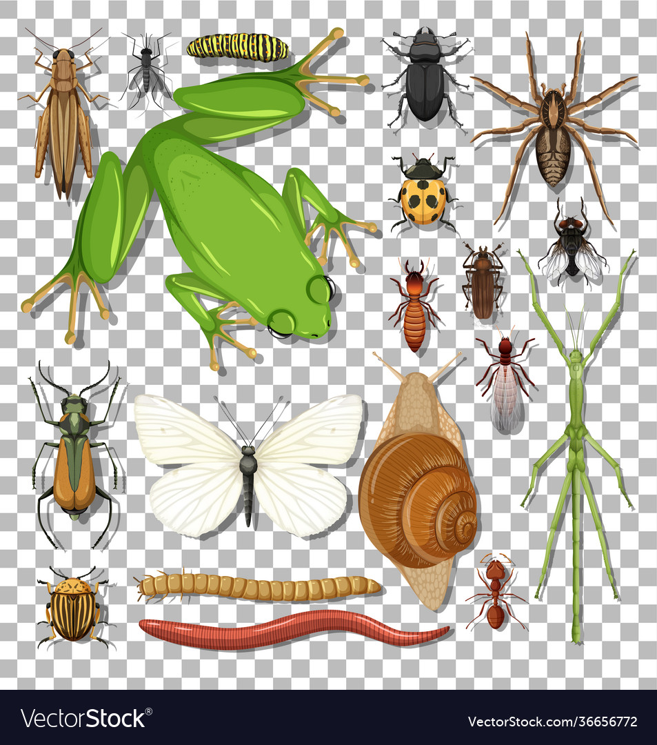 Set different insects on transparent background Vector Image Set different insects on transparent background
