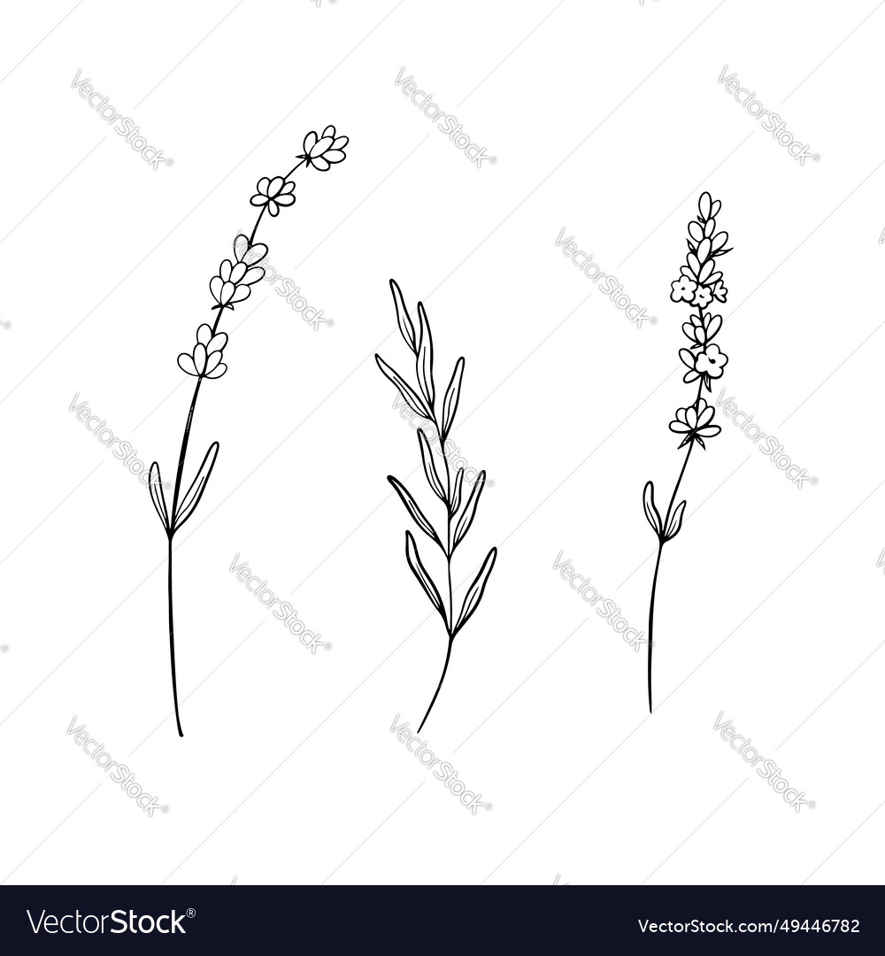 Set of lavender flower line art drawing hand Vector Image