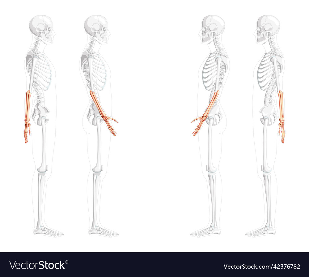 Skeleton forearms human ulna hand side lateral