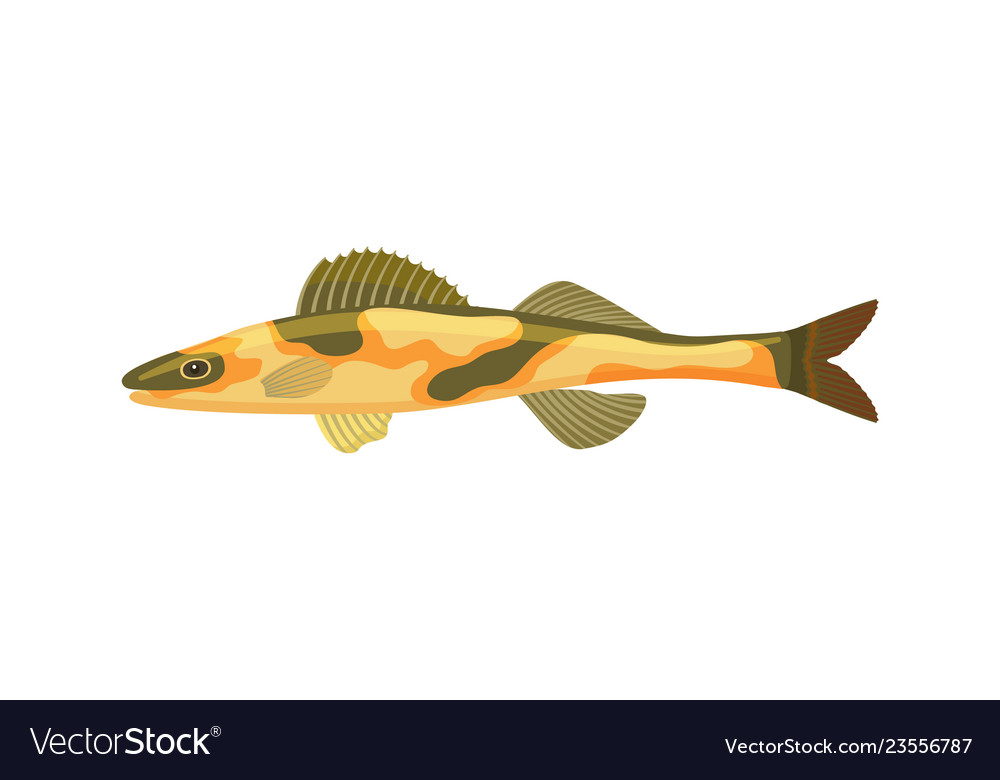 Cirrhitops fasciatus hawkfish Royalty Free Vector Image