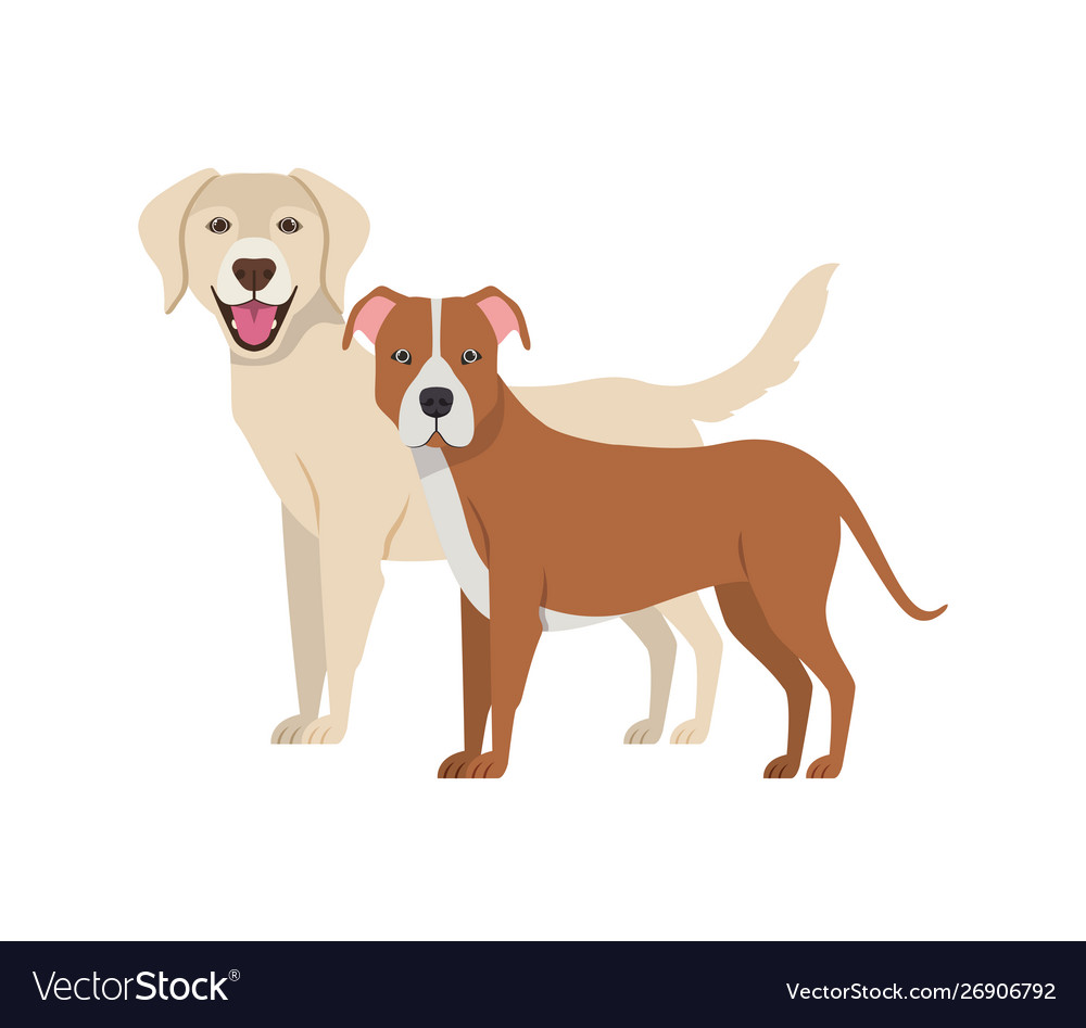 Cute And Adorable Dogs On White Background Vector Image