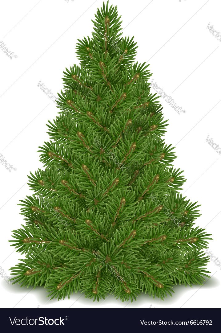 Fir tree isolated Royalty Free Vector Image - VectorStock