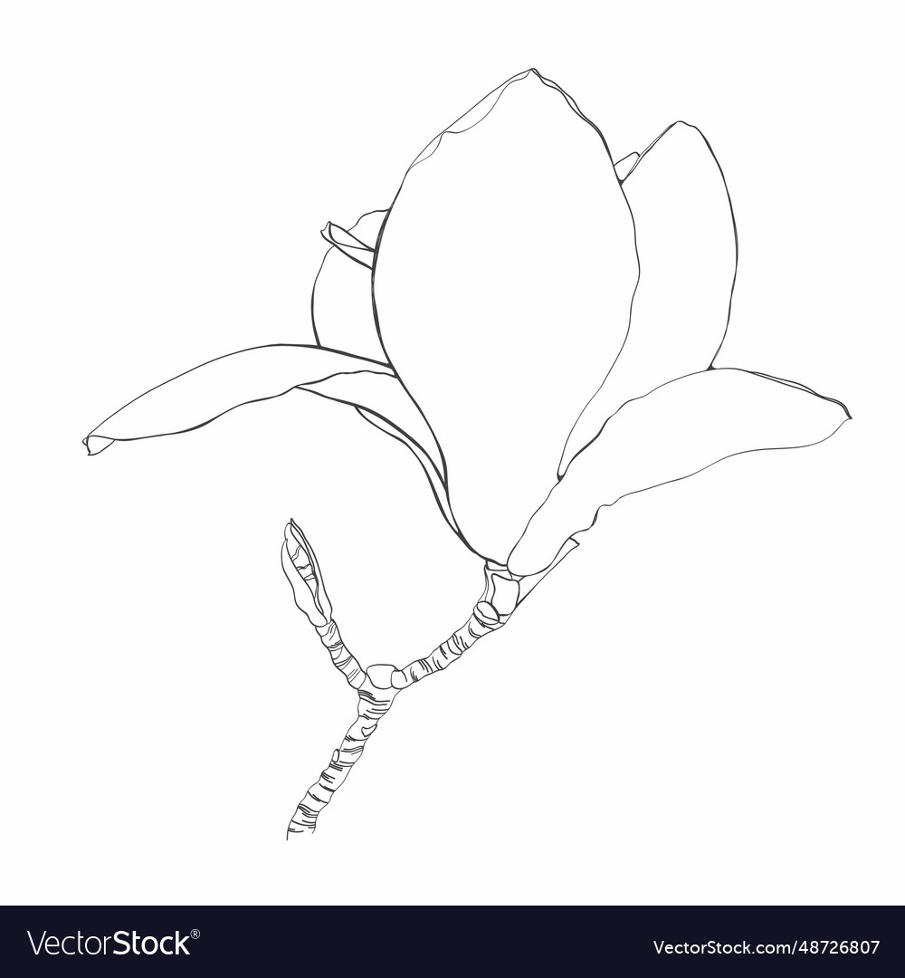 Line magnolia branch flowers set with leaves