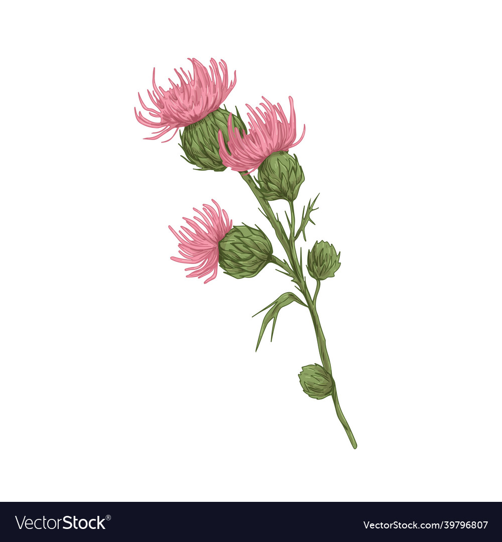Vintage realistic milk thistle flowers vector image Vintage realistic milk thistle flowers