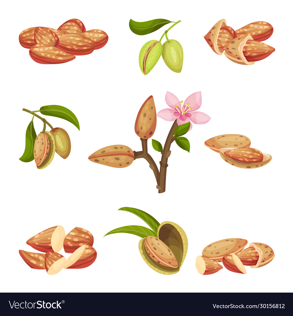 Almond Kernels - Close-up Shot