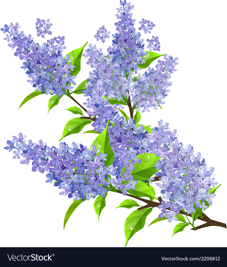 Branch of lilac with leaves isolated Royalty Free Vector