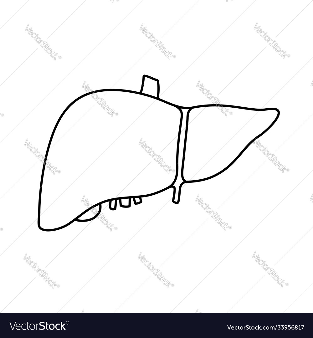 Anatomical contour human liver gallbladder Vector Image