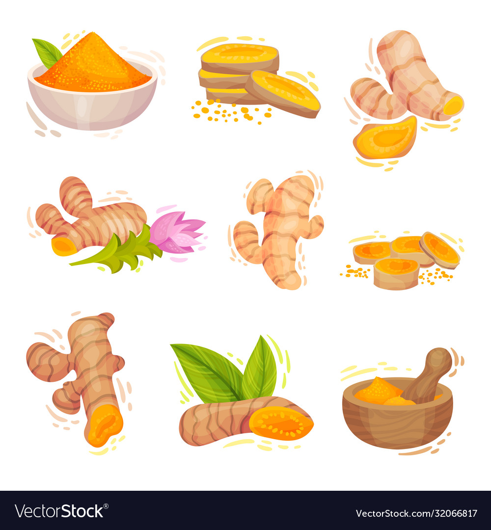 Turmeric plant with root and powder in bowl Vector Image