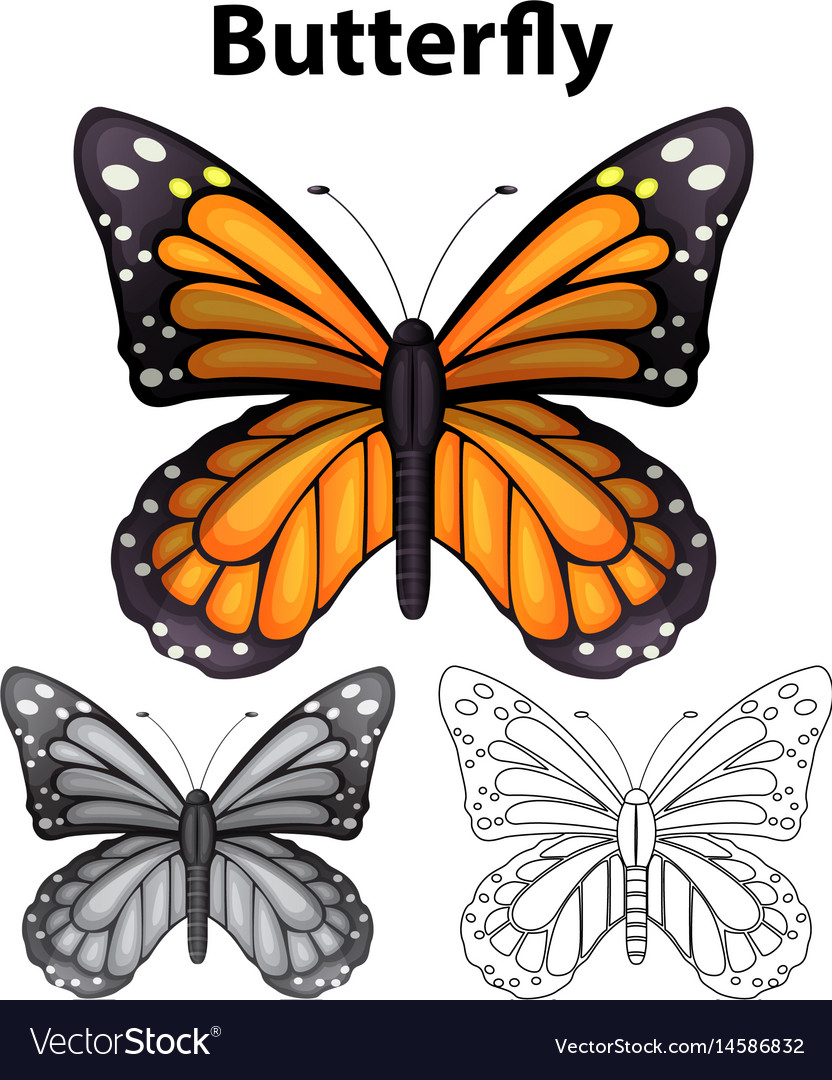 Butterfly in three different drawing styles