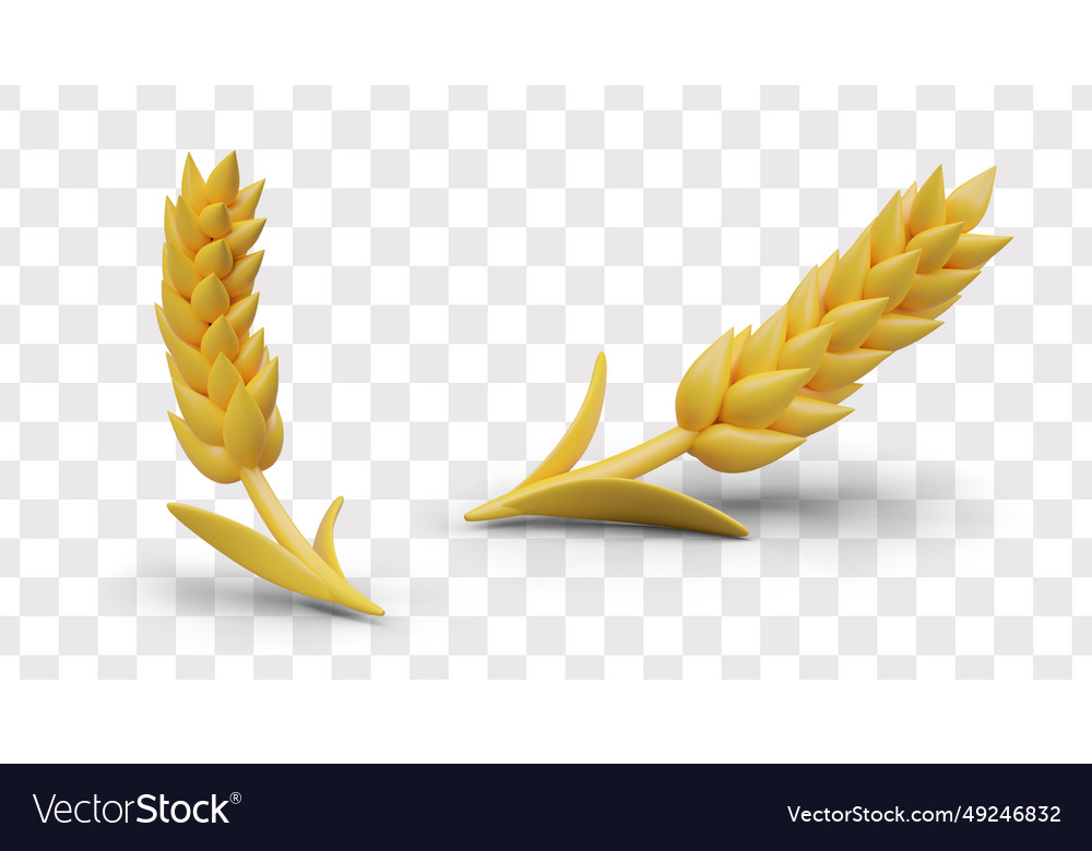 Golden wheat in different positions harvest Vector Image