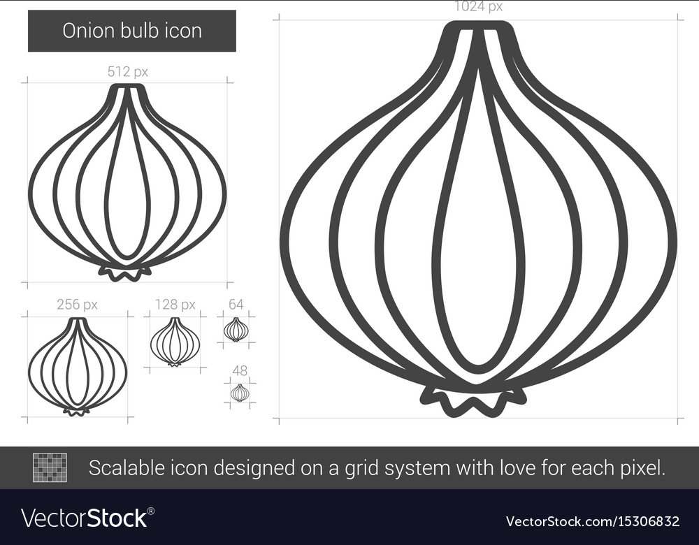 Onion bulb line icon