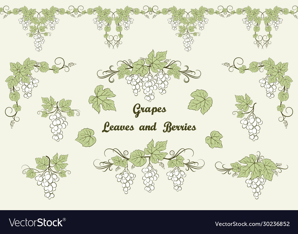Grape pattern set vector image Grape pattern set