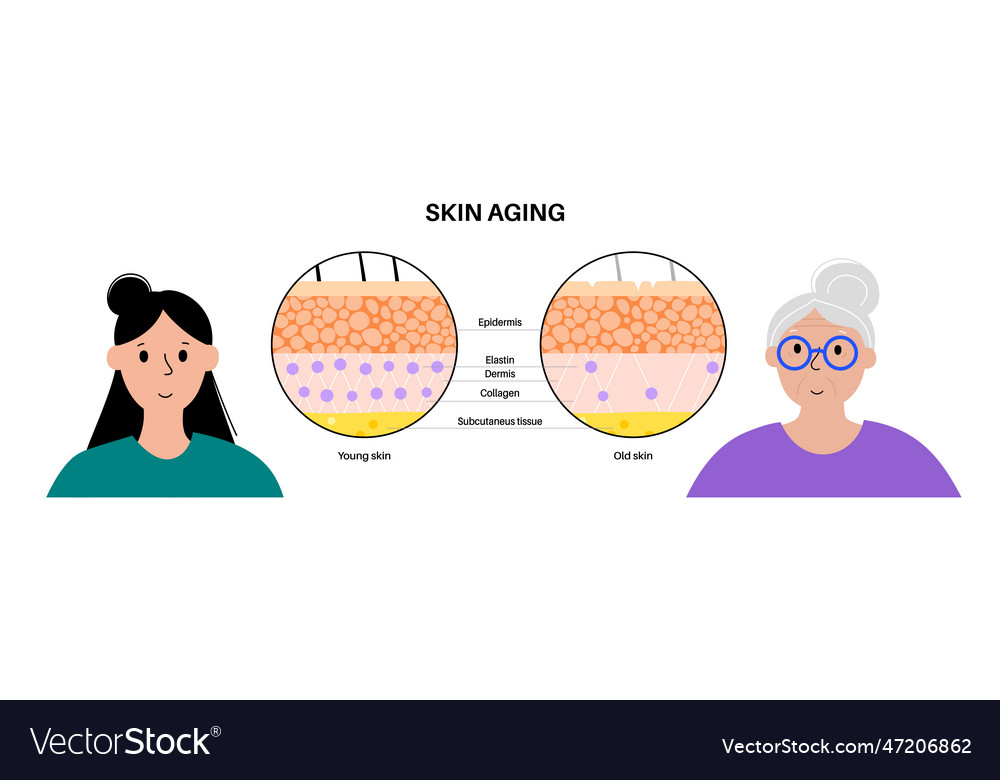 Skin Aging Comparison