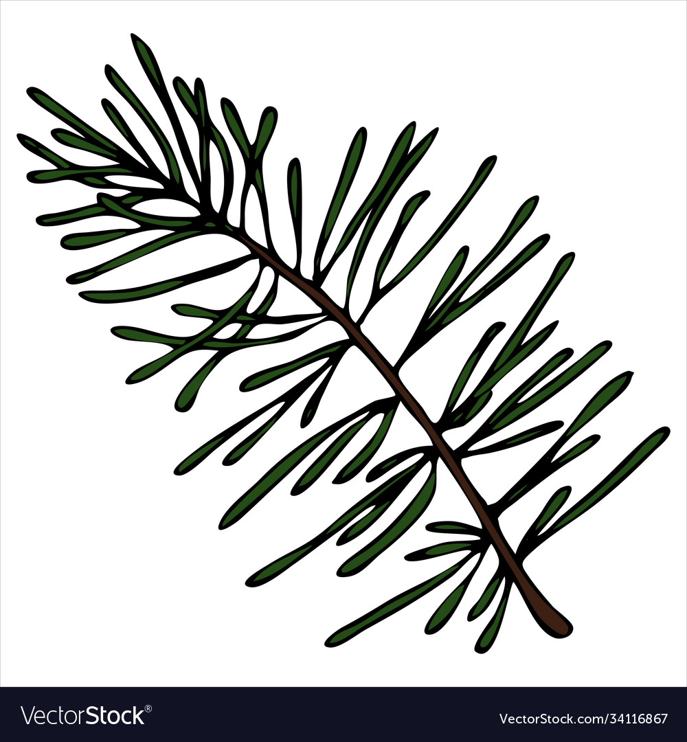 Pine twig conifer doodle style element