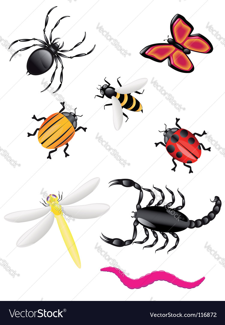 Colorful Insects and Beetles