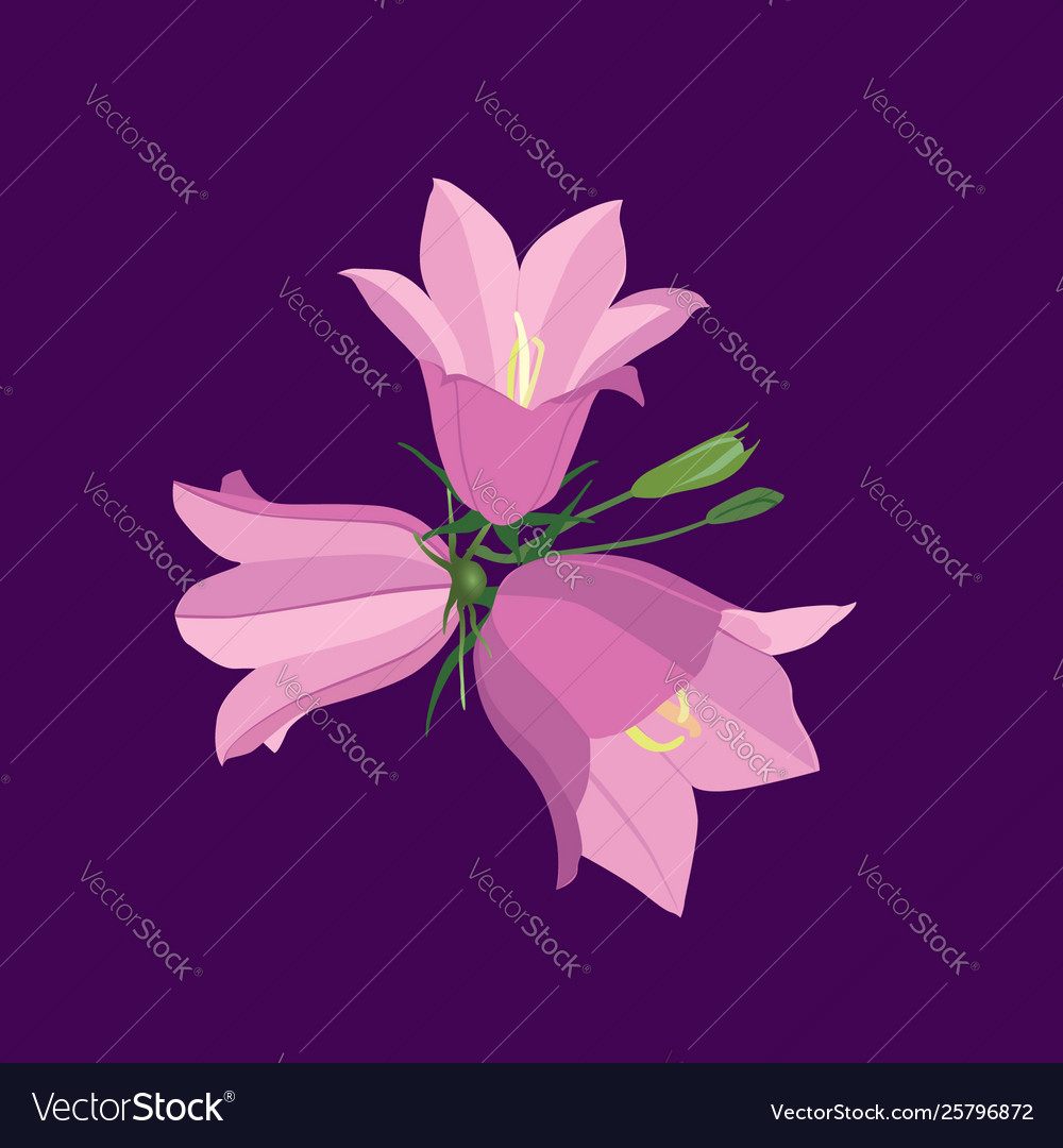 Flowers isolated floral summer bouquet