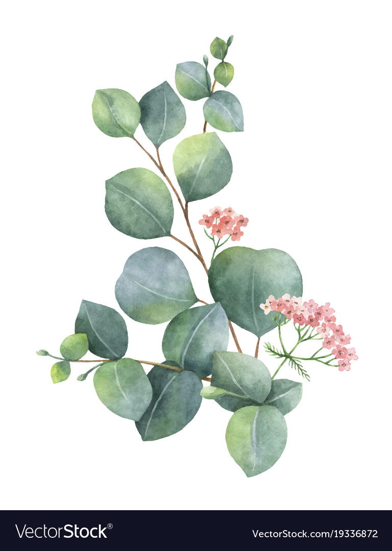 Watercolor bouquet with green eucalyptus Vector Image
