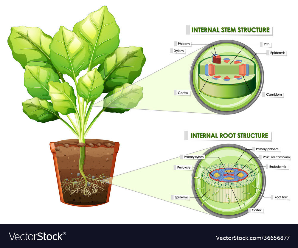 Diagram showing stem and root structure vector image Diagram showing stem and root structure