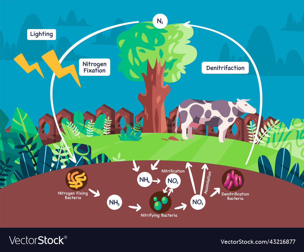 Nitrogen Cycle Vector Illustration Labeled N2 Stock Vector, 55% OFF