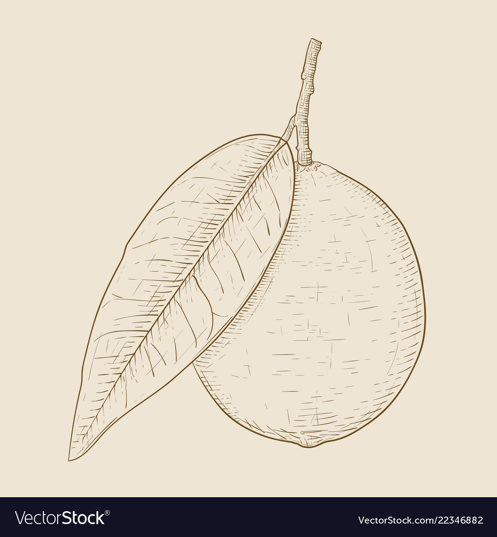 Lemon hand drawn sketch on beige background