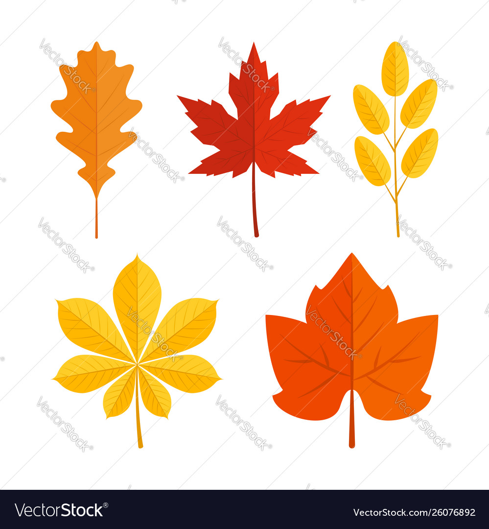 Colorful leaves in flat style icons set