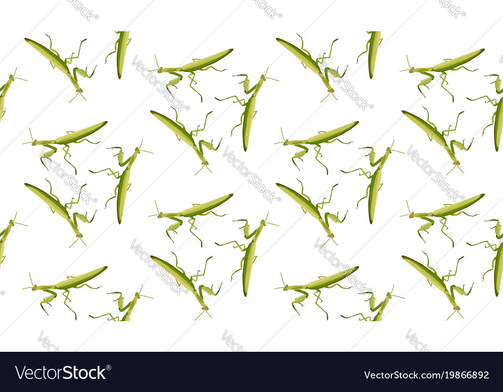 Seamless pattern of mantis on white background