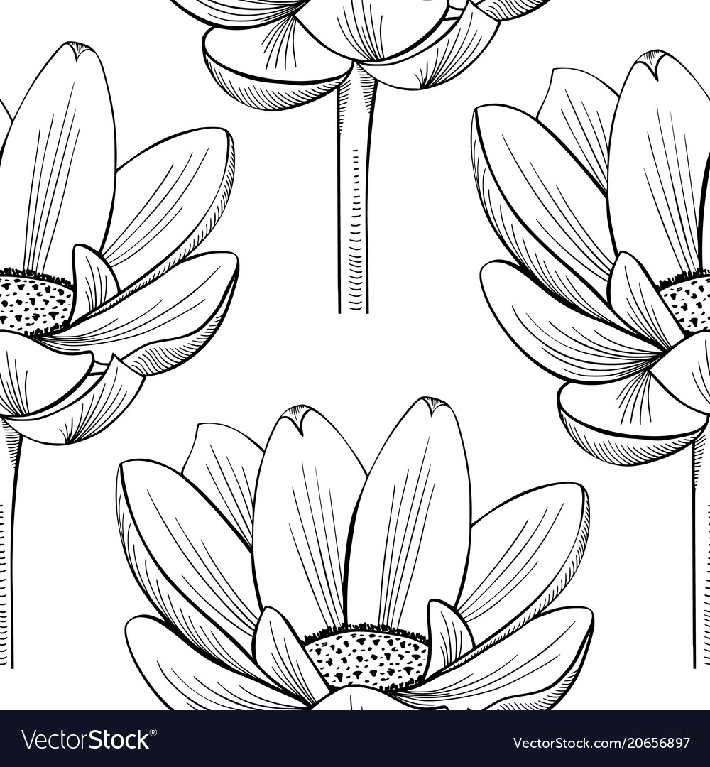 Lotus lily water pattern