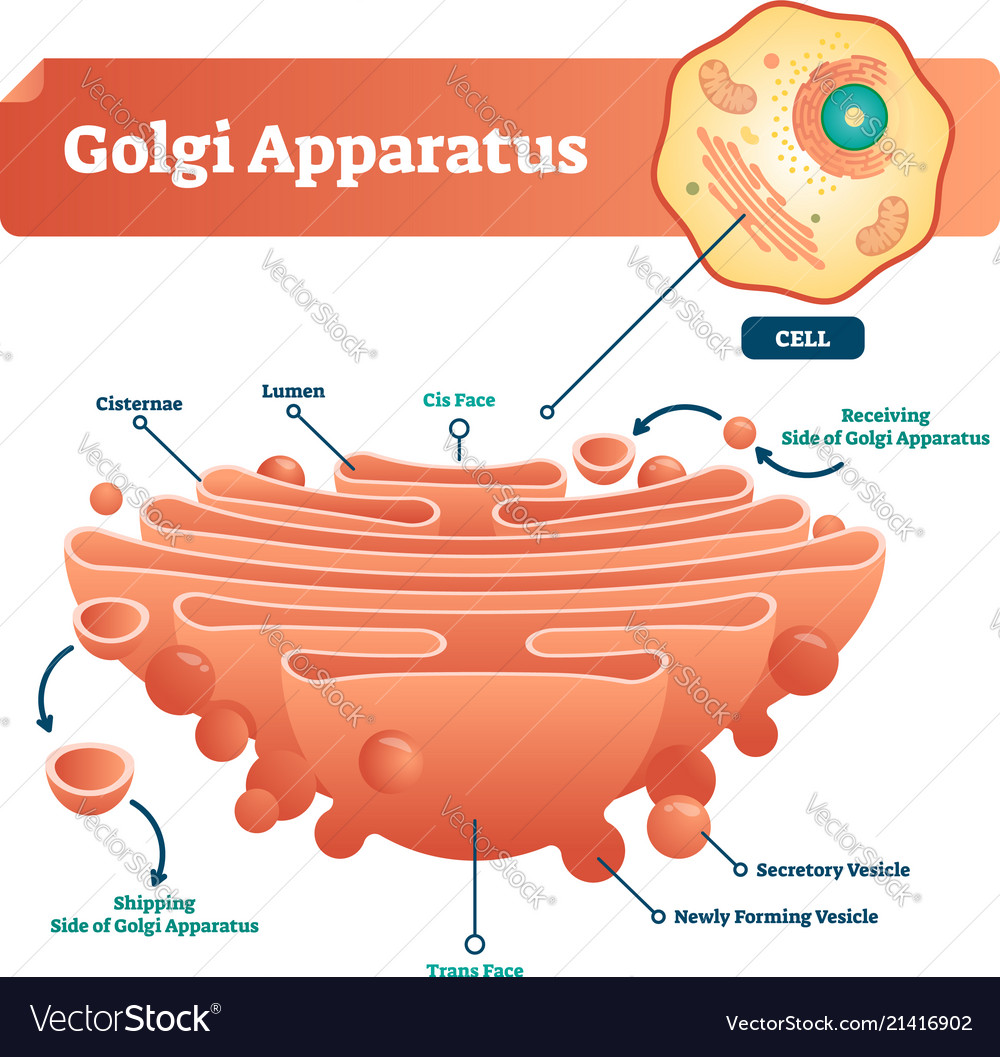 Golgi apparatus labeled scheme Royalty Free Vector Image