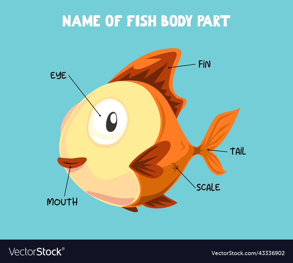 Name of cute cartoon fish body part for kids Vector Image