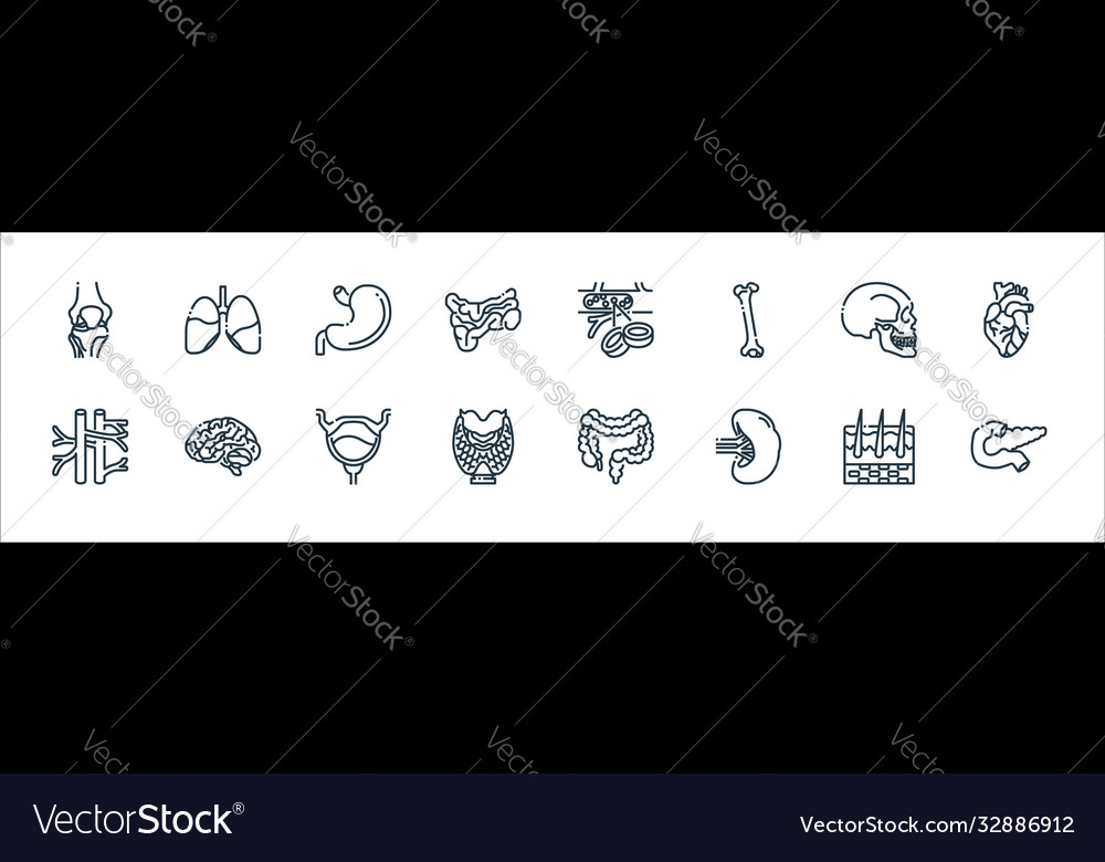 Human organs line icons linear set quality Vector Image Human organs line icons linear set quality
