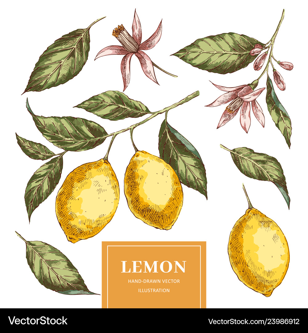 Lemons hand drawn pack Royalty Free Vector Image