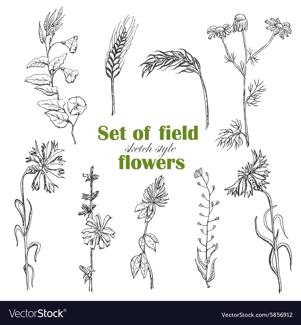 Set of isolated field plants in sketch style