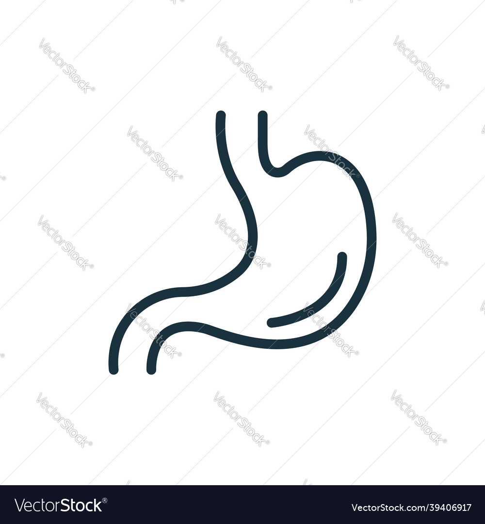 Stomach line icon human alimentary internal organ