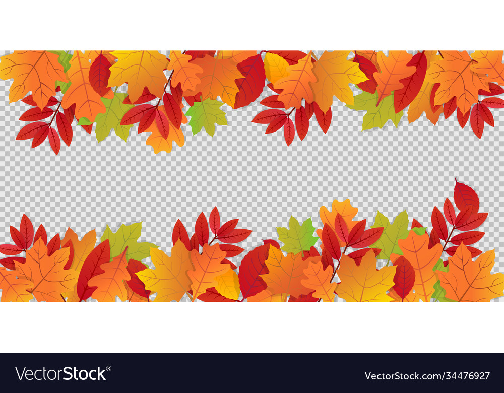 Autumn leaves on transparent background colorful