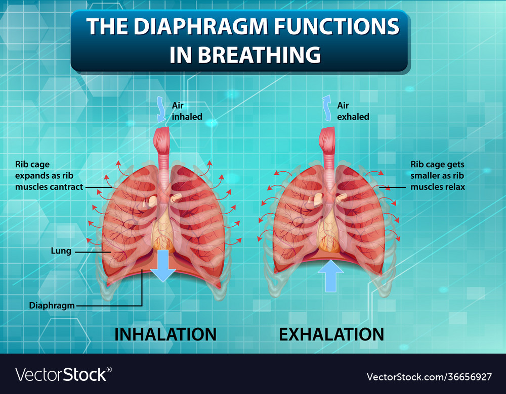 Diaphragm functions in breathing Royalty Free Vector Image