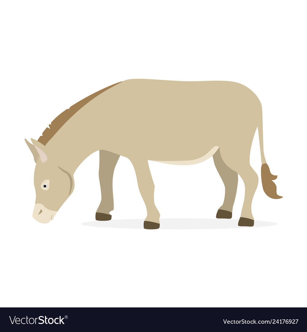 Farm animal donkey