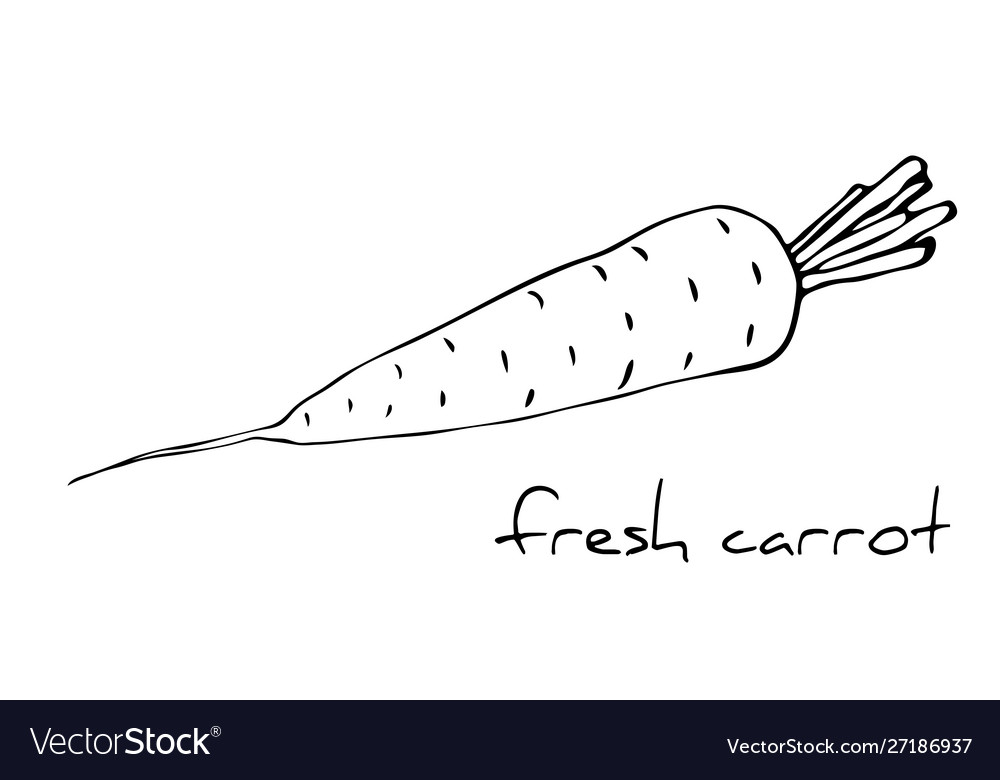 Carrot outline isolated