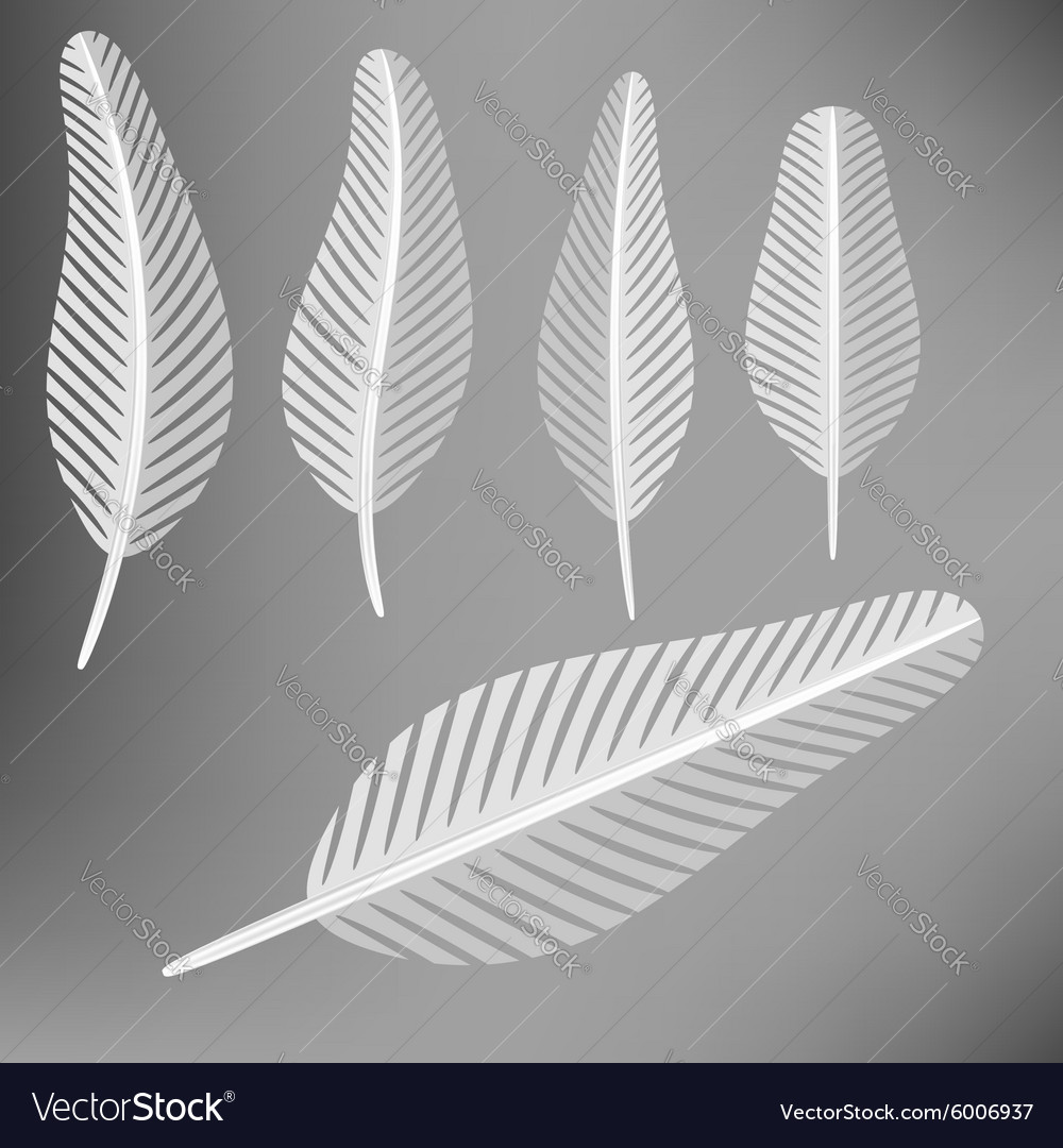 Set of grey feathers