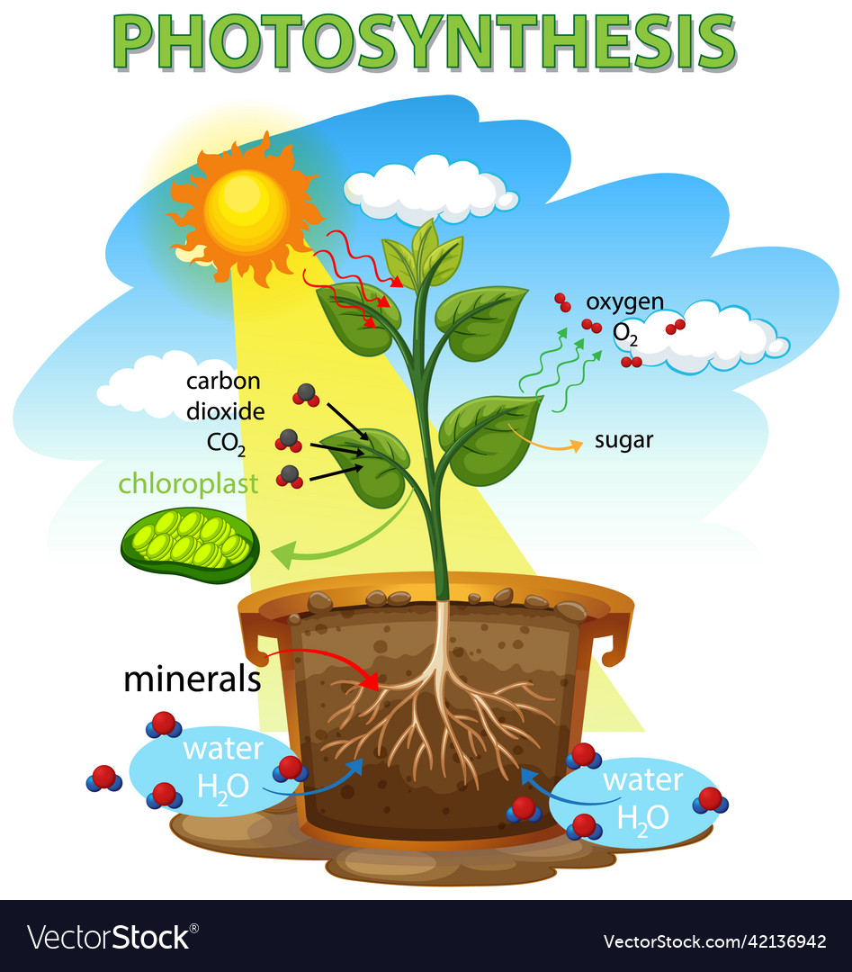 Photosynthesis diagram with plant and sunlight Vector Image