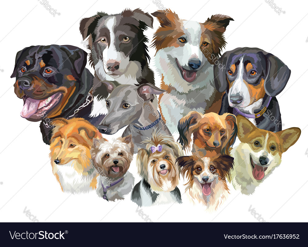 Different dog breeds Royalty Free Vector Image