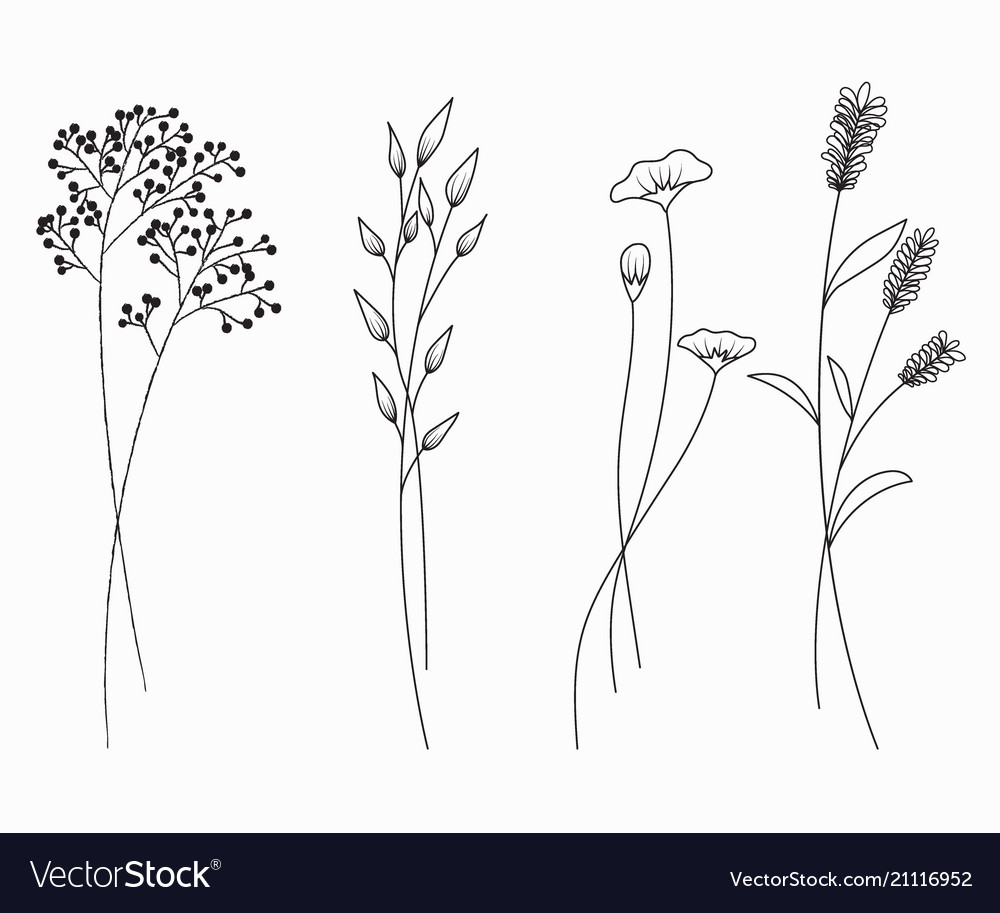 Download Hand drawn of wildflowers set isolated on white Vector Image