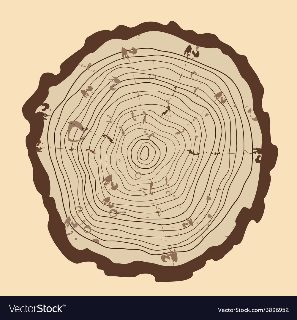 Tree rings and saw cut trunk