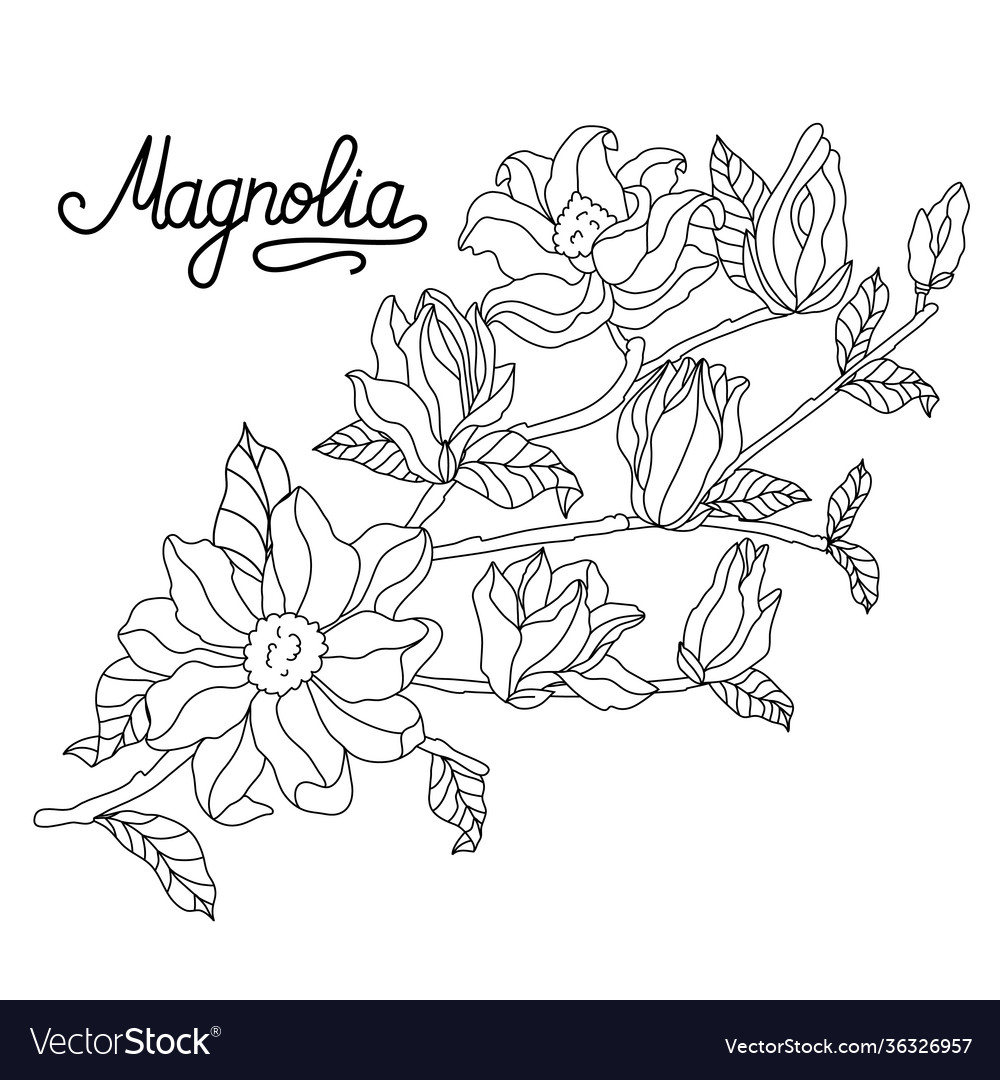 Magnolia sprig drawing and sketch with linear art