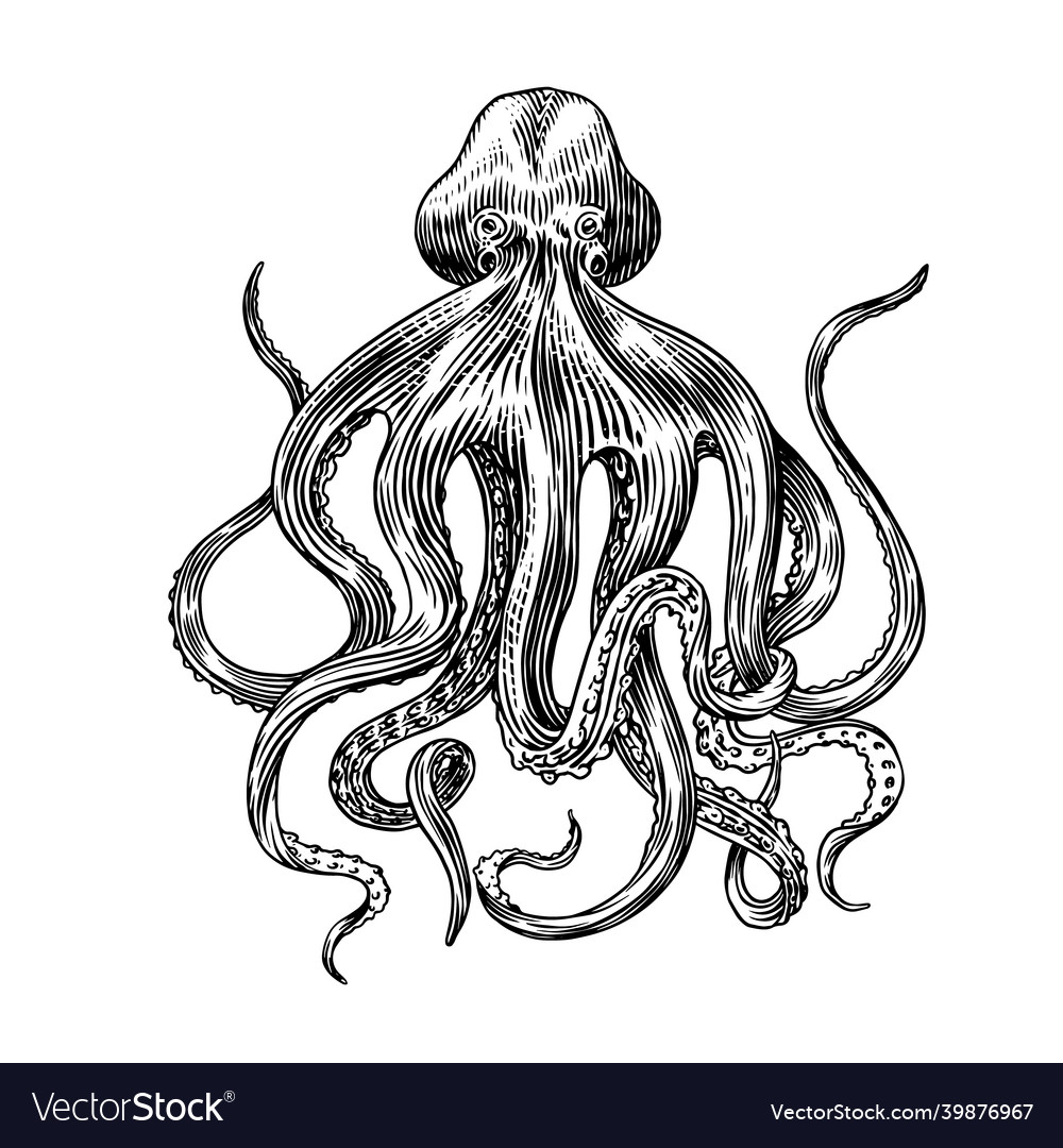 Sea octopus engraved hand drawn in old sketch Vector Image