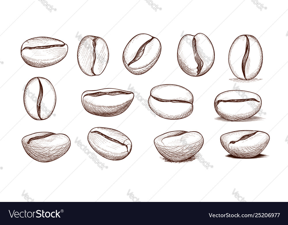 Coffee bean icon set hand drawn doodle sketch Vector Image