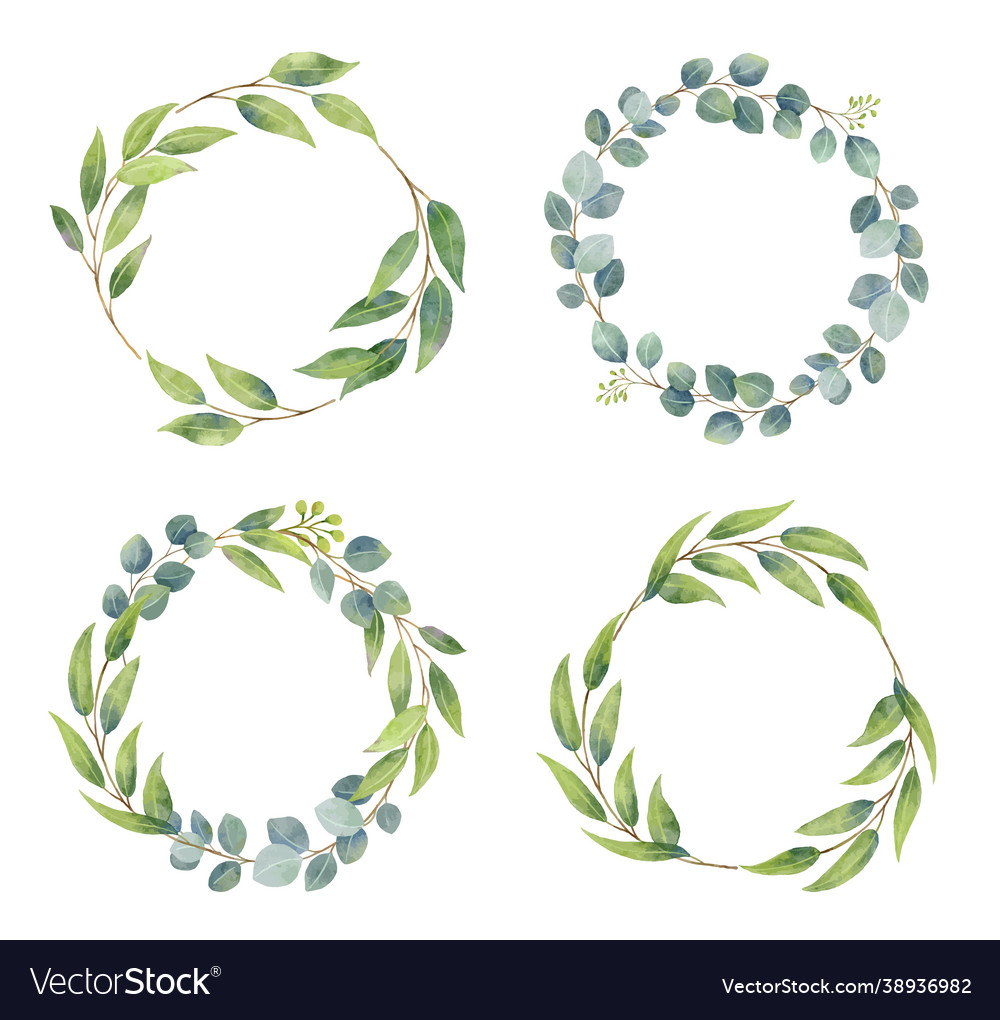 Eucalyptus branches wreaths with watercolor style vector image Eucalyptus branches wreaths with watercolor style