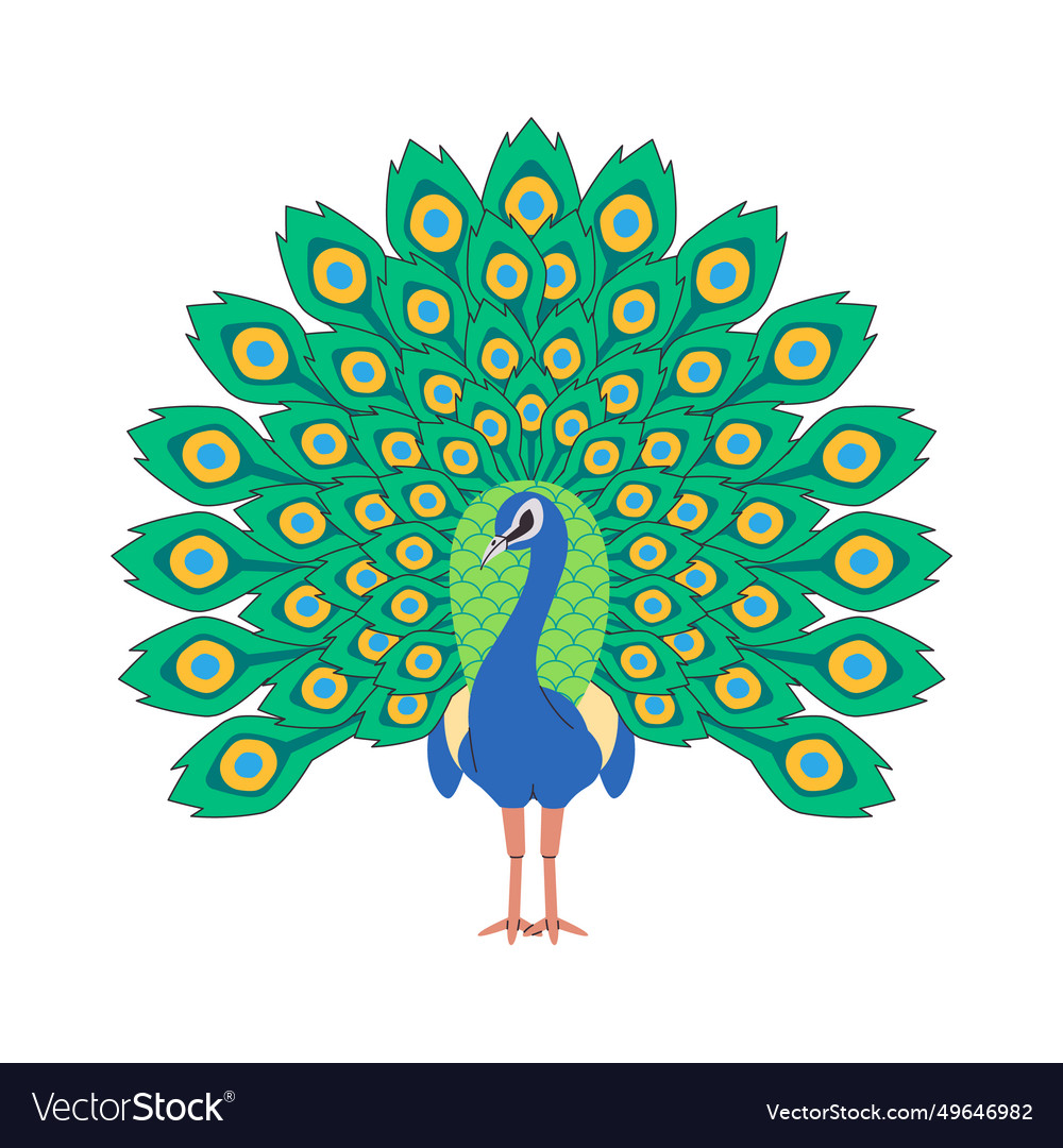 Indian peafowl bird nature animal with open